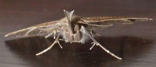 Pechipogo plumigeralis